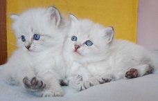 Mooie Siberische Kitten