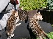 4 vrouwelijke Bengaalse kittens - 0 - Thumbnail