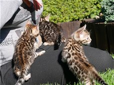 4 vrouwelijke Bengaalse kittens