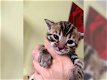 Zoet Bengalen kittens klaar nu - 0 - Thumbnail