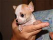 Chihuahua pups - 0 - Thumbnail