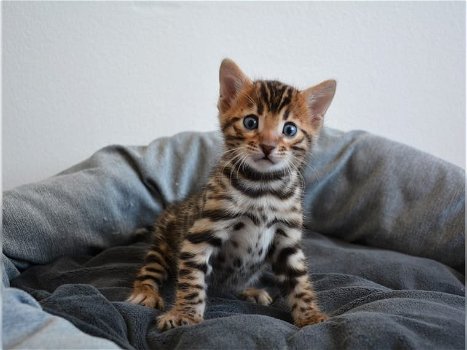 Super Bengalen kittens klaar naar leven nu - 0