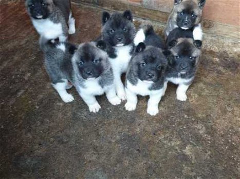 Kc Reg Akita Pups- Met beide vaccinaties - 0