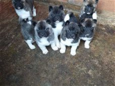 Kc Reg Akita Pups- Met beide vaccinaties