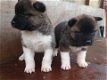Kc Reg Akita Pups- Met beide vaccinaties - 1 - Thumbnail