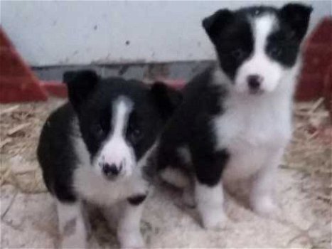 Mooie Bearded Collie Puppies - 0