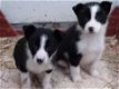 Mooie Bearded Collie Puppies - 0 - Thumbnail