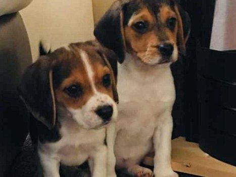 Mooie Beagle Puppies - 0