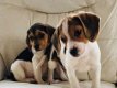 Mooie Beagle Puppies - 1 - Thumbnail