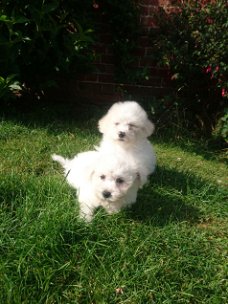 Bichon Frise pups te koop