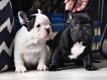 Franse Bulldog-puppy's - 0 - Thumbnail