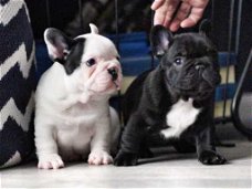 Franse Bulldog-puppy's