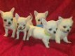 Chihuahua pups te koop - 0 - Thumbnail