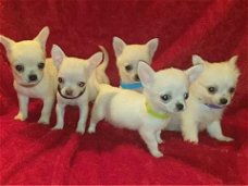 Chihuahua pups te koop