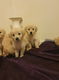 Golden Retriever-puppy's - 0 - Thumbnail