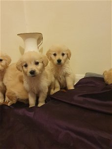 Golden Retriever-puppy's