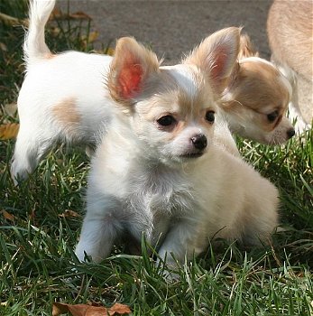 Chihuahua pups te koop - 0