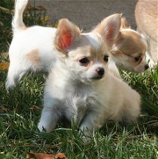 Chihuahua pups te koop 