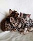 TICA reg. Bengaalse kittens - 0 - Thumbnail