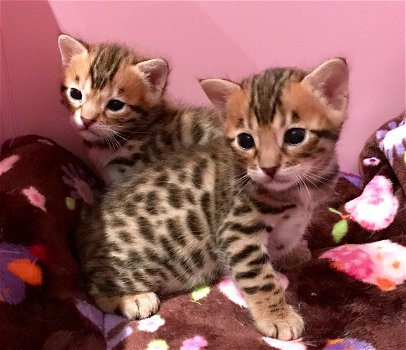 3 MOOIE BENGAL KITTENS VOOR ADOPTIE - 0