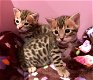 3 MOOIE BENGAL KITTENS VOOR ADOPTIE - 0 - Thumbnail