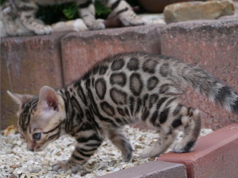 4 Mooie Bengaalse kittens - 0