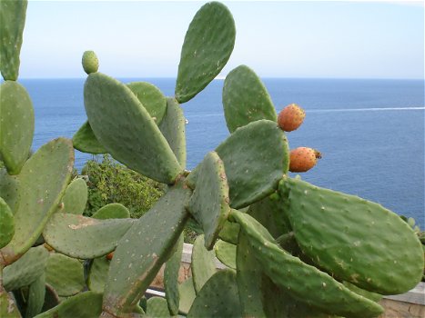 Z-Italie, Puglia, de streek Salento, appartement dicht bij de kust - 0