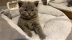 Britse korthaar kittens nu klaar om te gaan - 0 - Thumbnail