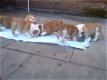 Engelse bulldog pups - 0 - Thumbnail