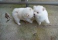 pomeranians Pups - 0 - Thumbnail