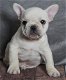 Franse Bulldog-puppy's - 0 - Thumbnail