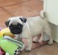 Pug Puppies - 0 - Thumbnail