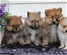 Pomeranian Welpen - 0 - Thumbnail