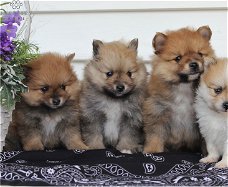 Pomeranian Welpen