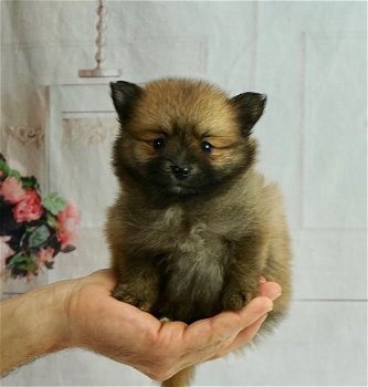 Pomeranian Welpen - 1