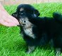 Pomeranian Welpen - 2 - Thumbnail