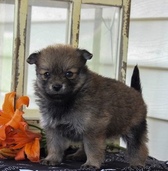 Pomeranian Männer und Frauen suchen ein neues Zuhause - 0