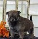 Pomeranian Männer und Frauen suchen ein neues Zuhause - 0 - Thumbnail