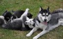 SIBERIAN HUSKY WELPEN ZU VERKAUFEN !!!! - 0 - Thumbnail