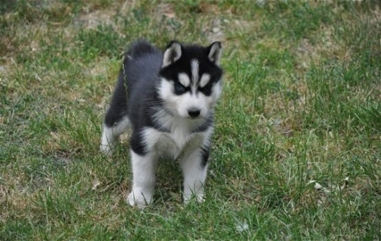 SIBERIAN HUSKY WELPEN ZU VERKAUFEN !!!! - 1