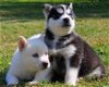 SIBERIAN HUSKY WELPEN ZU VERKAUFEN !!!! - 2 - Thumbnail