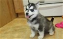 Reinrassige Siberian Husky Welpen zu verkaufen - 0 - Thumbnail