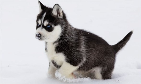 Reinrassige Siberian Husky Welpen zu verkaufen - 1