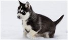 Reinrassige Siberian Husky Welpen zu verkaufen - 1 - Thumbnail