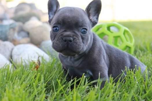 wunderschöne französische Bulldogge Welpen - 0