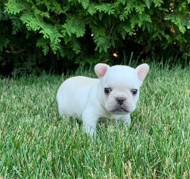 wunderschöne französische Bulldogge Welpen - 1