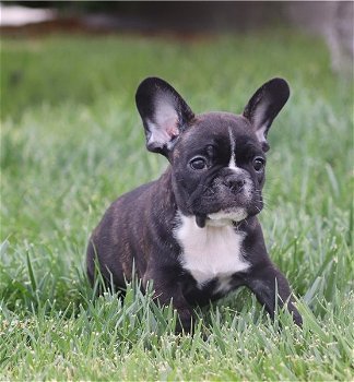 wunderschöne französische Bulldogge Welpen - 2