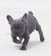 schöne französische Bulldogge Welpen - 1 - Thumbnail