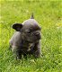 Französische Bulldoggen Welpen - 1 - Thumbnail