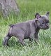 Französische Bulldoggen Welpen - 2 - Thumbnail